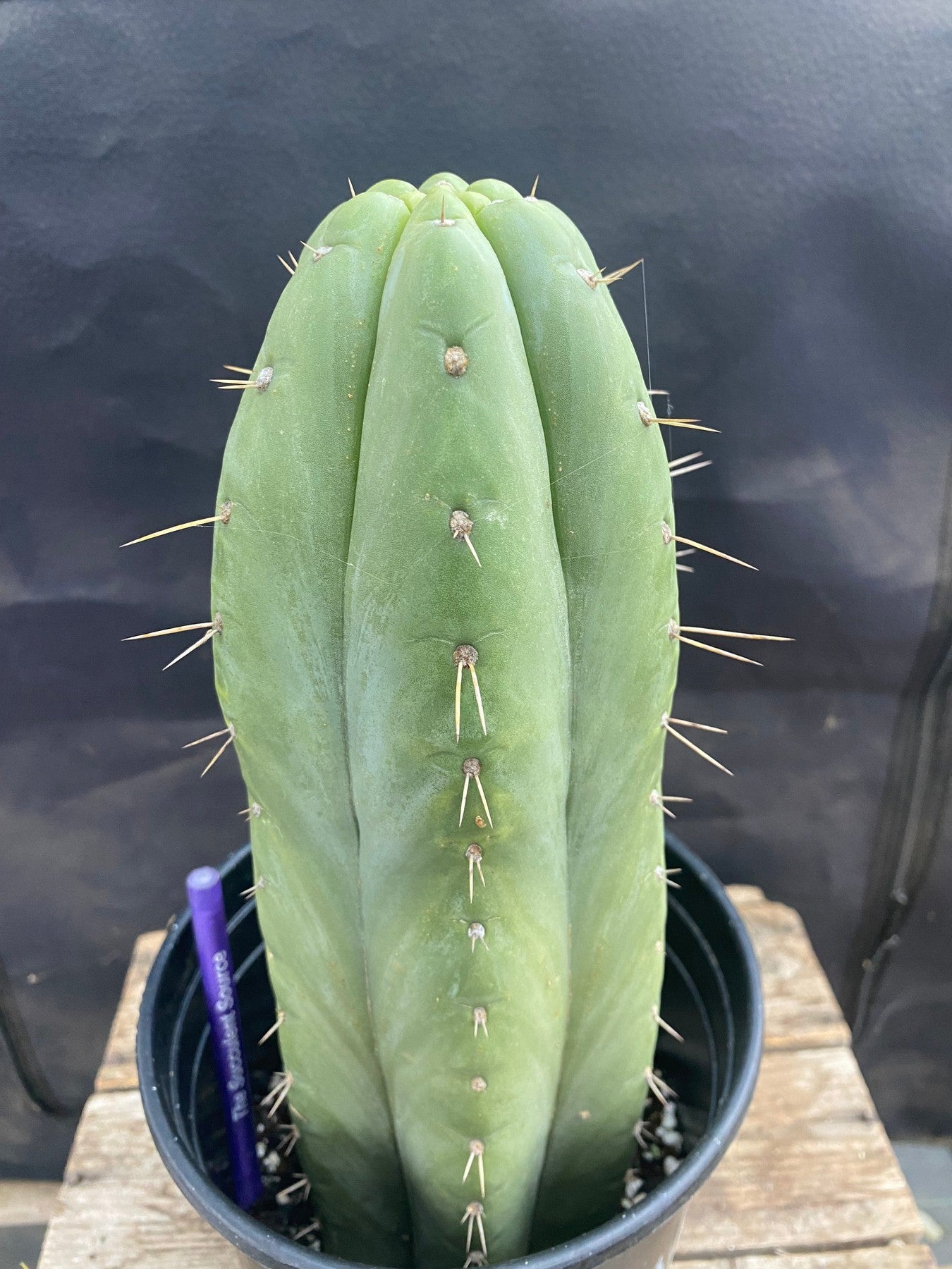 #EC296 EXACT Truchocereus Pachanoi Nuestra Bonita Cactus Cutting 11.5"-Cactus - Large - Exact-The Succulent Source