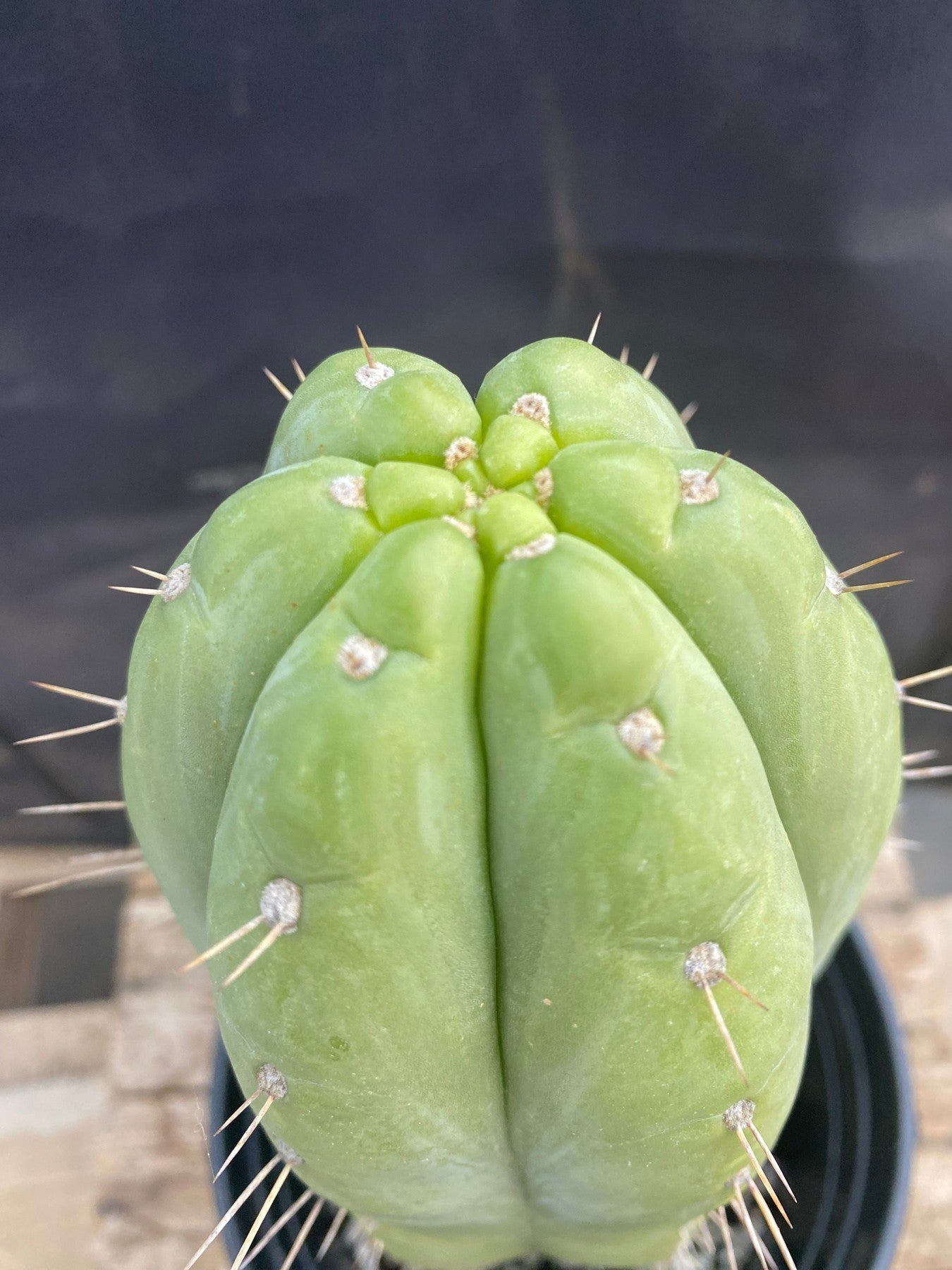 #EC296 EXACT Truchocereus Pachanoi Nuestra Bonita Cactus Cutting 11.5"-Cactus - Large - Exact-The Succulent Source