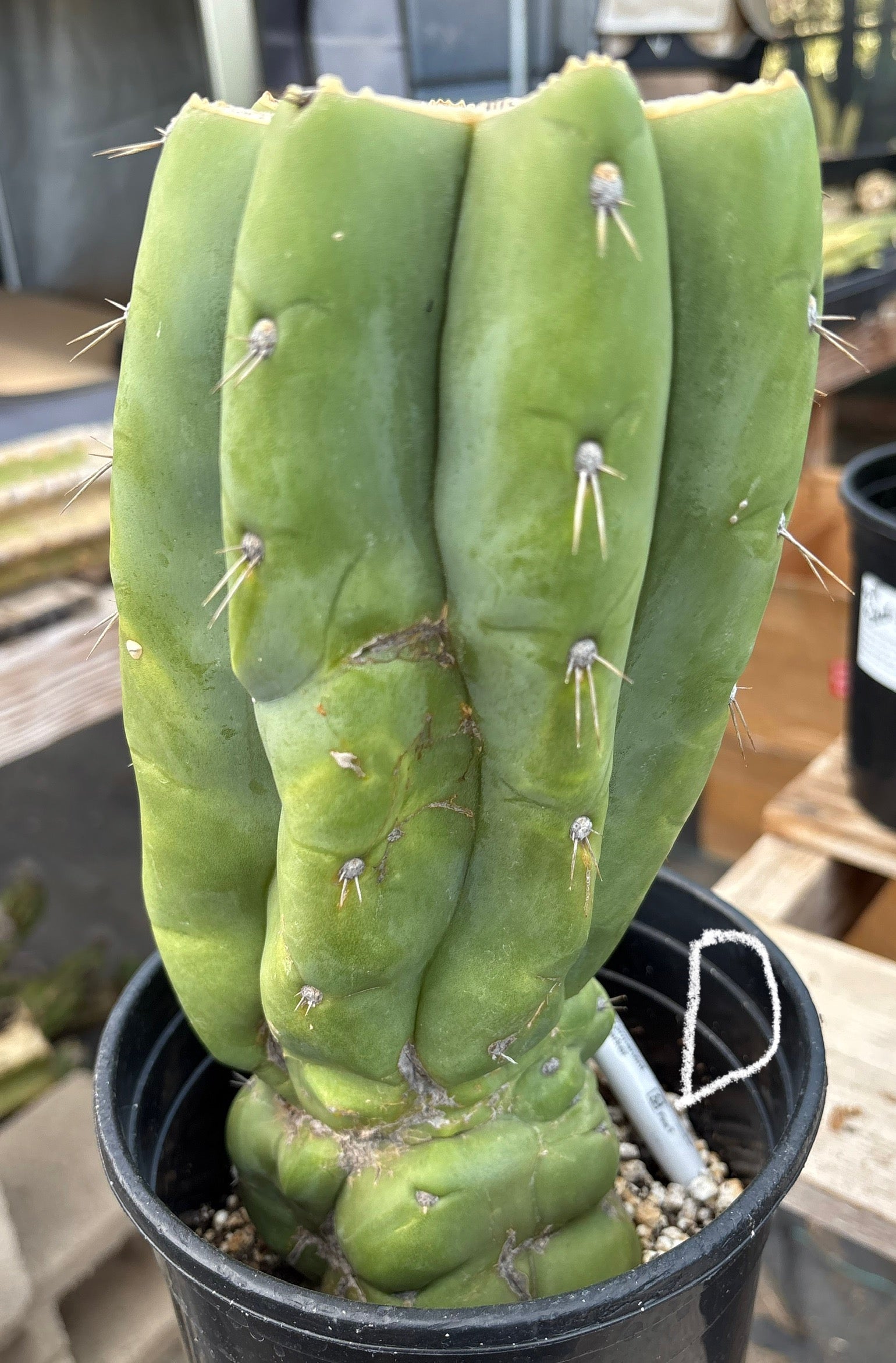 #EC296 EXACT Trichocereus Pachanoi Nuestra Bonita Cactus Potted A-D-Cactus - Large - Exact-The Succulent Source