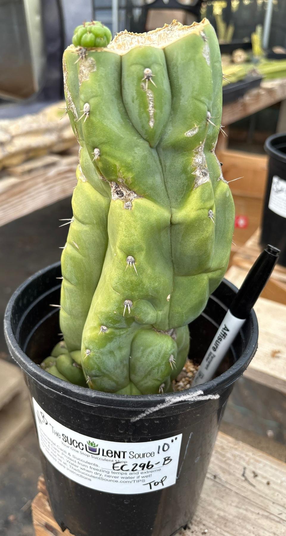 #EC296 EXACT Trichocereus Pachanoi Nuestra Bonita Cactus Potted A-D-Cactus - Large - Exact-The Succulent Source