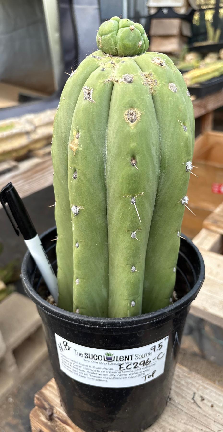 #EC296 EXACT Trichocereus Pachanoi Nuestra Bonita Cactus Potted A-D-Cactus - Large - Exact-The Succulent Source