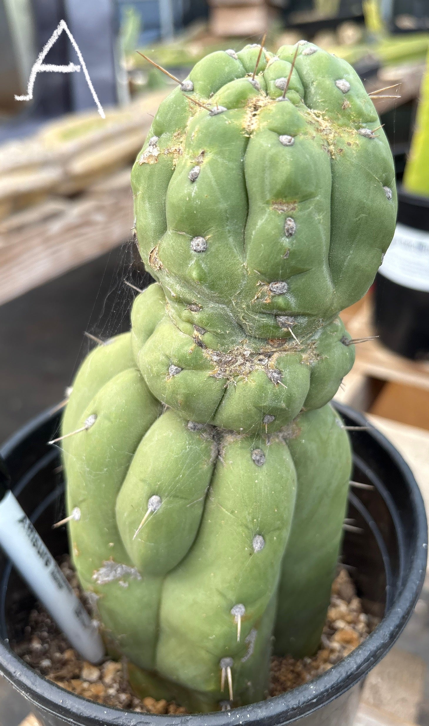 #EC296 EXACT Trichocereus Pachanoi Nuestra Bonita Cactus Potted A-D-Cactus - Large - Exact-The Succulent Source