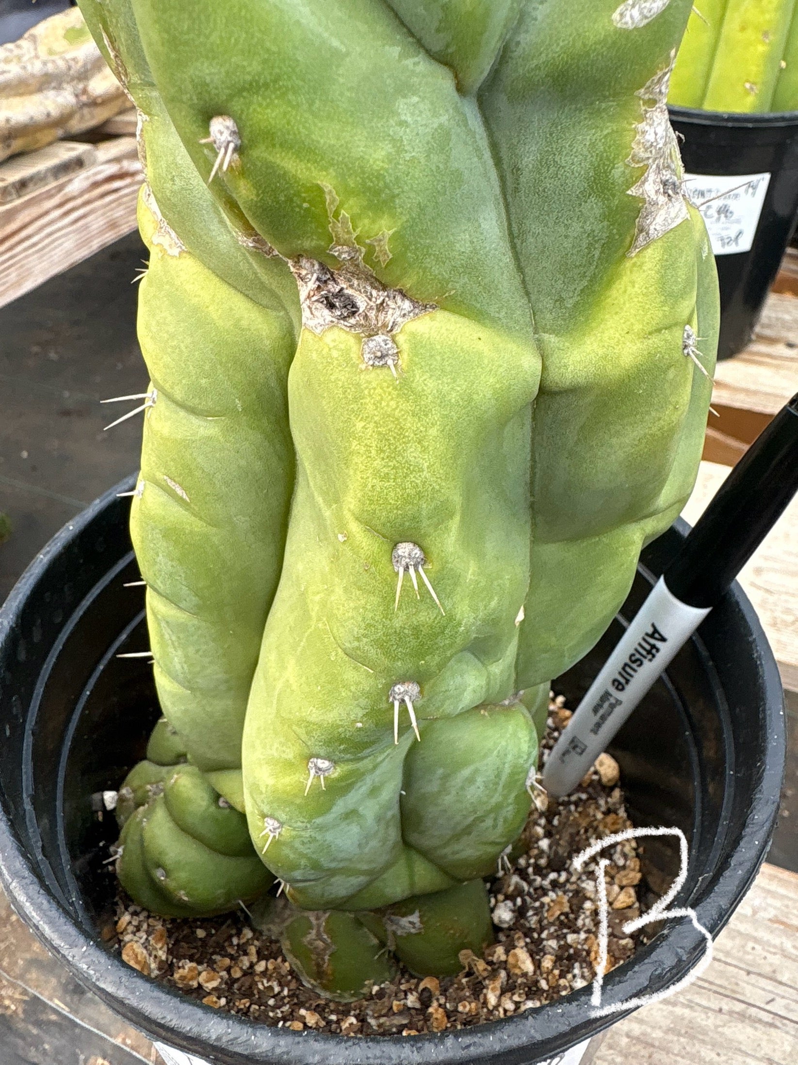 #EC296 EXACT Trichocereus Pachanoi Nuestra Bonita Cactus Potted A-D-Cactus - Large - Exact-The Succulent Source