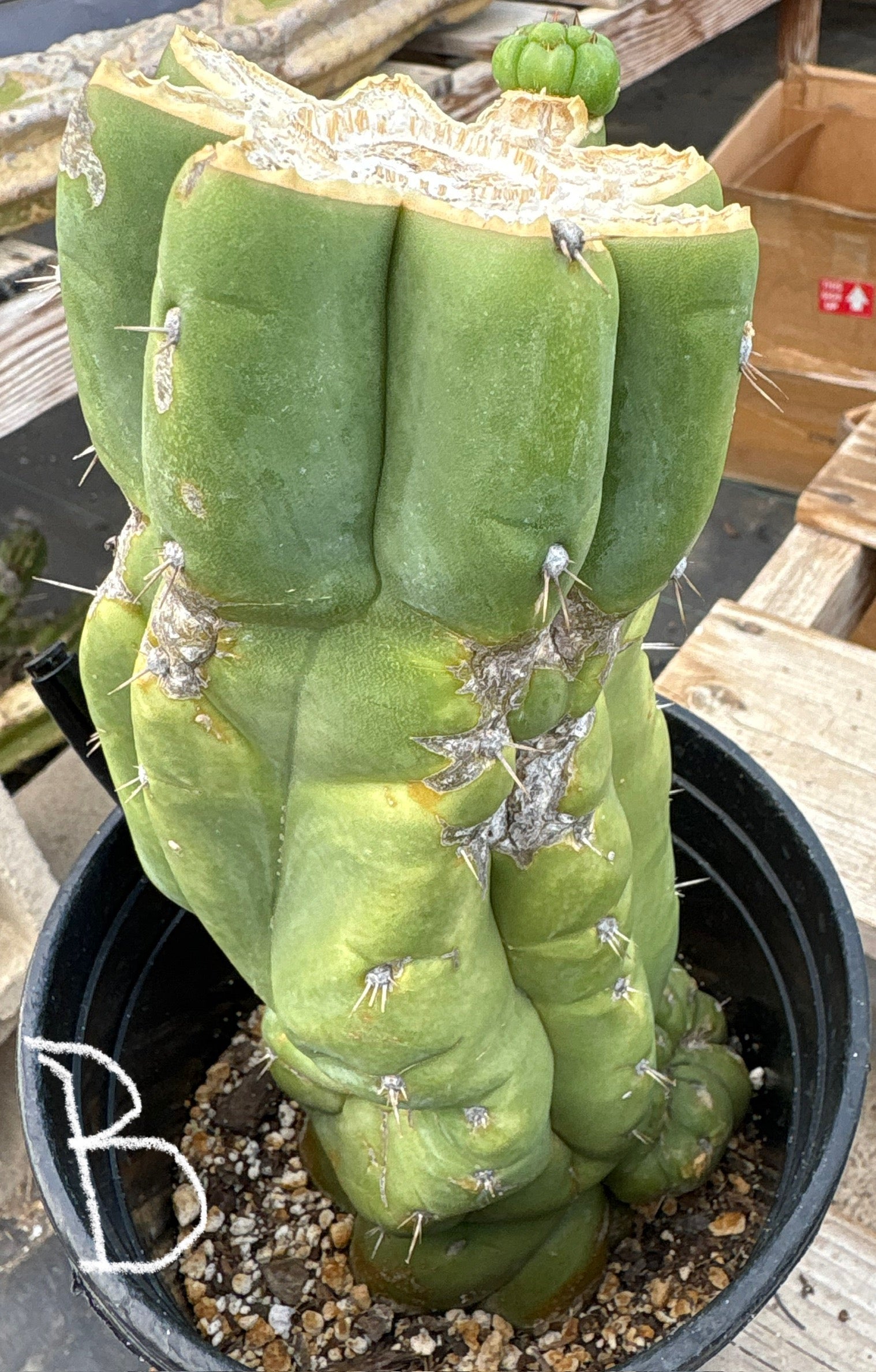#EC296 EXACT Trichocereus Pachanoi Nuestra Bonita Cactus Potted A-D-Cactus - Large - Exact-The Succulent Source