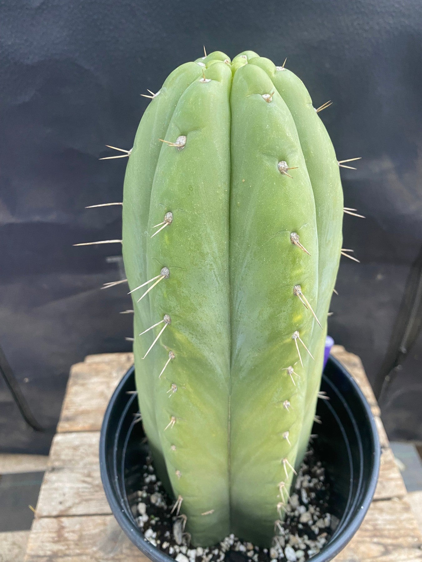 #EC296 EXACT Truchocereus Pachanoi Nuestra Bonita Cactus Cutting 11.5"-Cactus - Large - Exact-The Succulent Source
