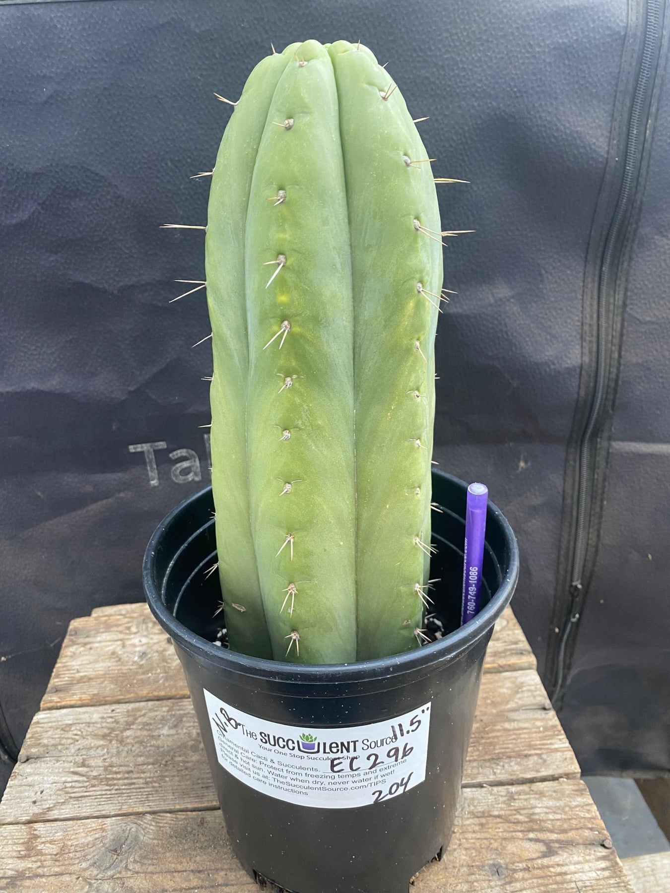 #EC296 EXACT Truchocereus Pachanoi Nuestra Bonita Cactus Cutting 11.5"-Cactus - Large - Exact-The Succulent Source