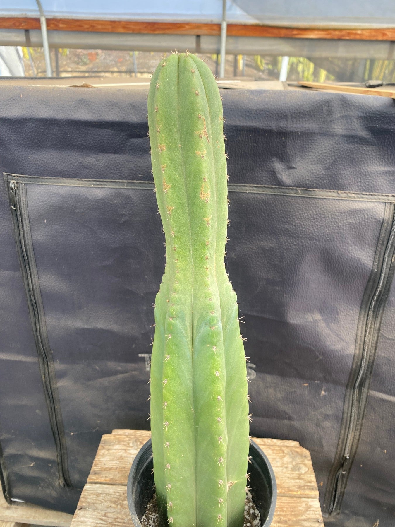 #EC298 EXACT Trichocereus Pachanoi Lost Label Cactus 18”-Cactus - Large - Exact-The Succulent Source