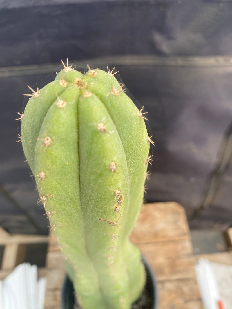 #EC298 EXACT Trichocereus Pachanoi Lost Label Cactus 18”
