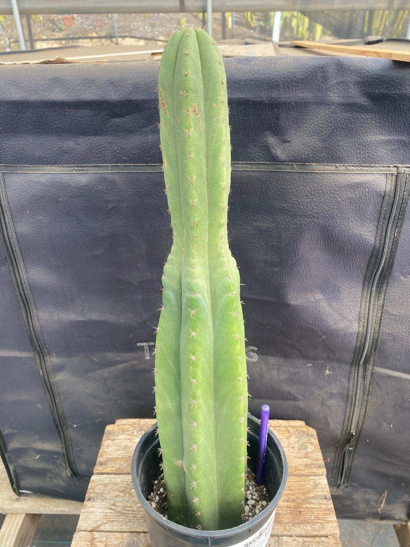 #EC298 EXACT Trichocereus Pachanoi Lost Label Cactus 18”-Cactus - Large - Exact-The Succulent Source