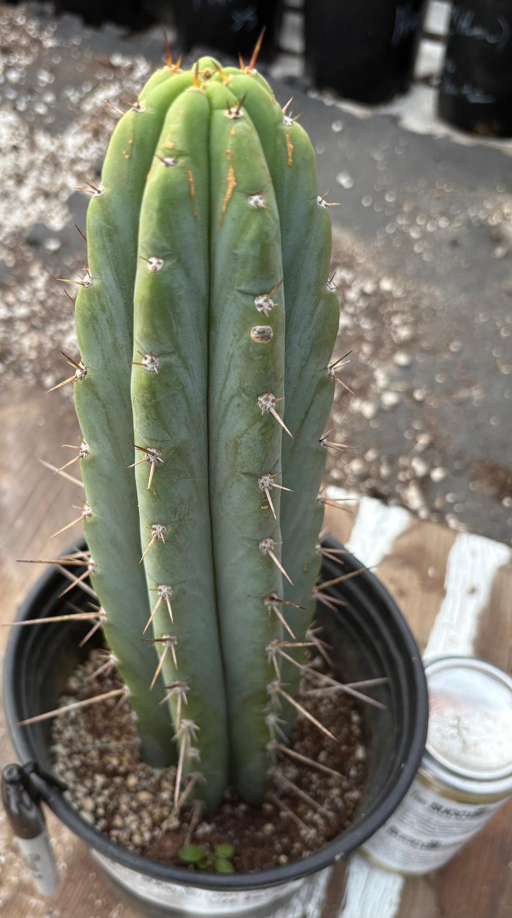 #EC298 EXACT Trichocereus Peruvianus Victoria Cactus 12”-Cactus - Large - Exact-The Succulent Source