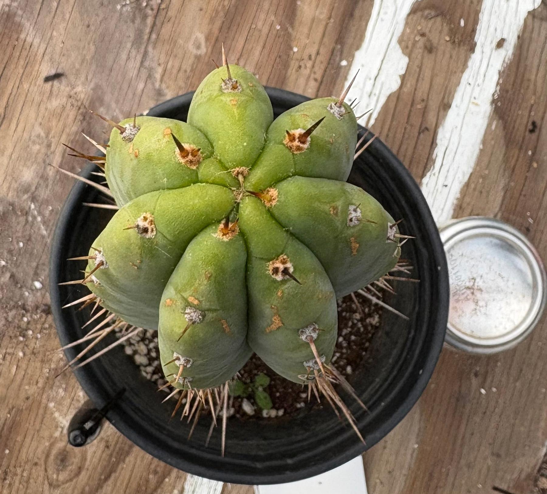 #EC298 EXACT Trichocereus Peruvianus Victoria Cactus 12”-Cactus - Large - Exact-The Succulent Source