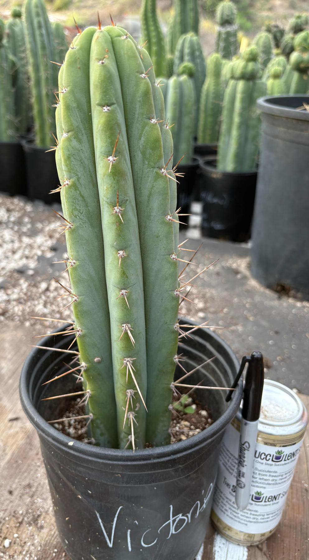 #EC298 EXACT Trichocereus Peruvianus Victoria Cactus 12”-Cactus - Large - Exact-The Succulent Source