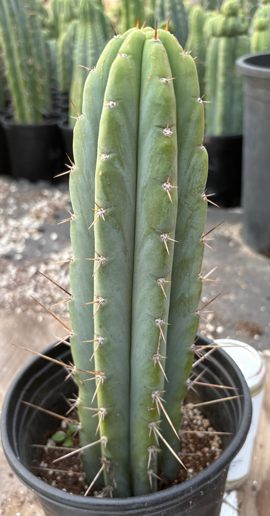 #EC298 EXACT Trichocereus Peruvianus Victoria Cactus 12”-Cactus - Large - Exact-The Succulent Source