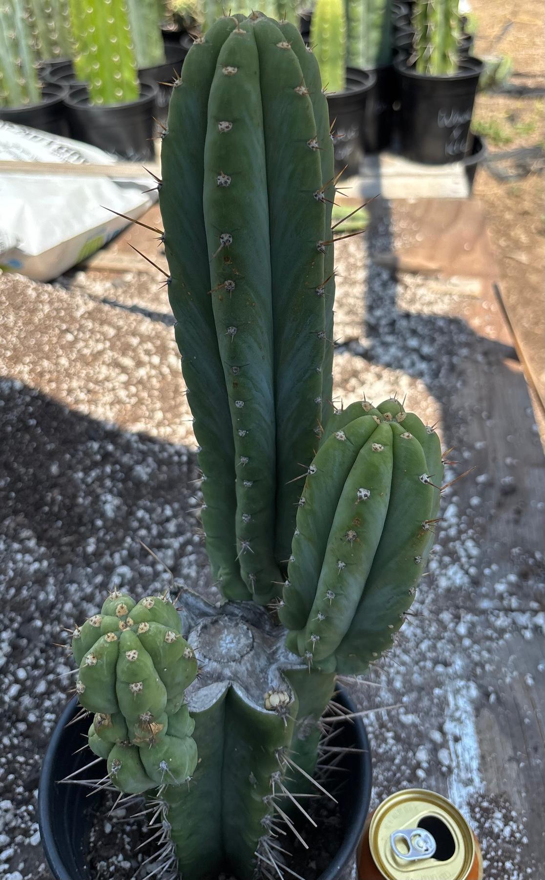 #EC298 EXACT Trichocereus Peruvianus Victoria Cactus 16”-Cactus - Large - Exact-The Succulent Source