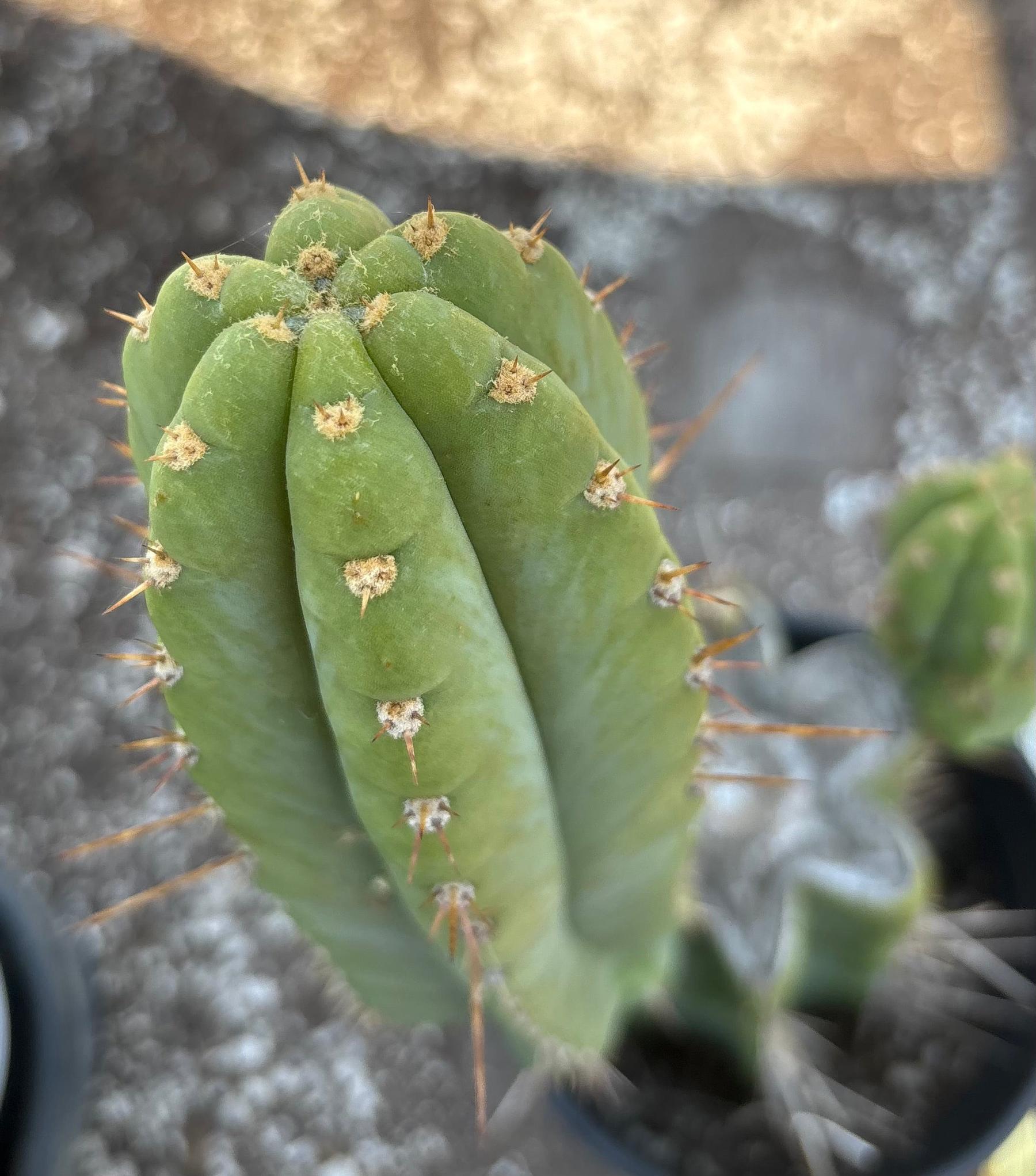 #EC298 EXACT Trichocereus Peruvianus Victoria Cactus 16”-Cactus - Large - Exact-The Succulent Source