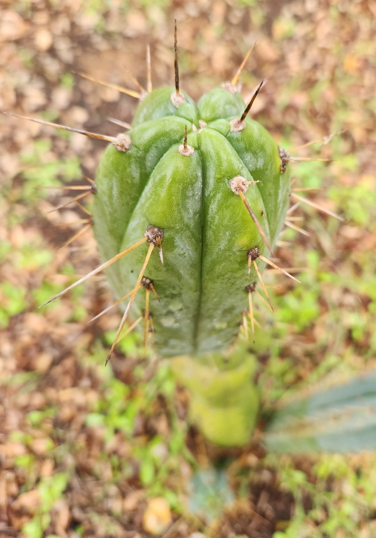 #EC299 EXACT Trichocereus BBG Amazonas Cactus Cutting 5-6"-Cactus - Large - Exact-The Succulent Source