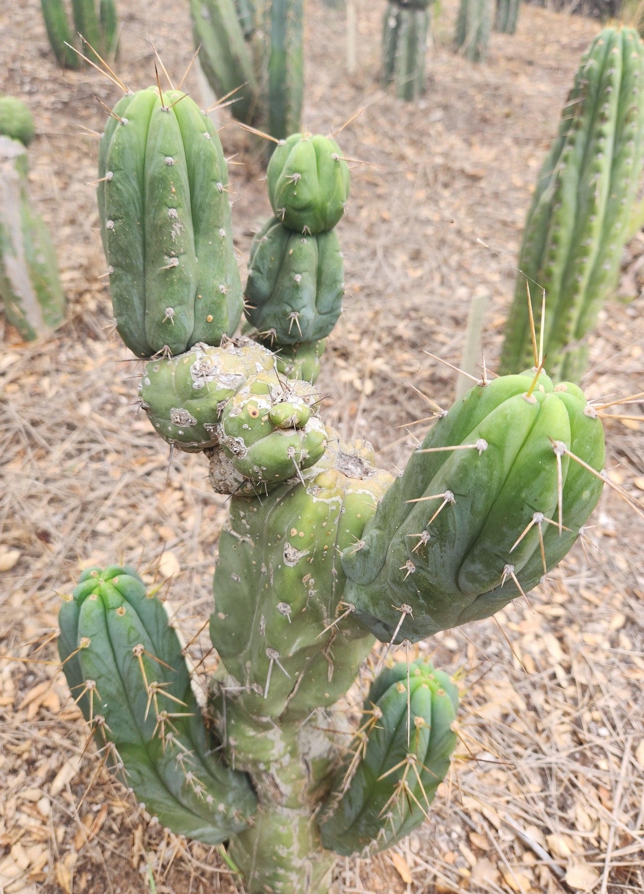 #EC299 EXACT Trichocereus Amazonas Cactus Cutting 5-6"-Cactus - Large - Exact-The Succulent Source