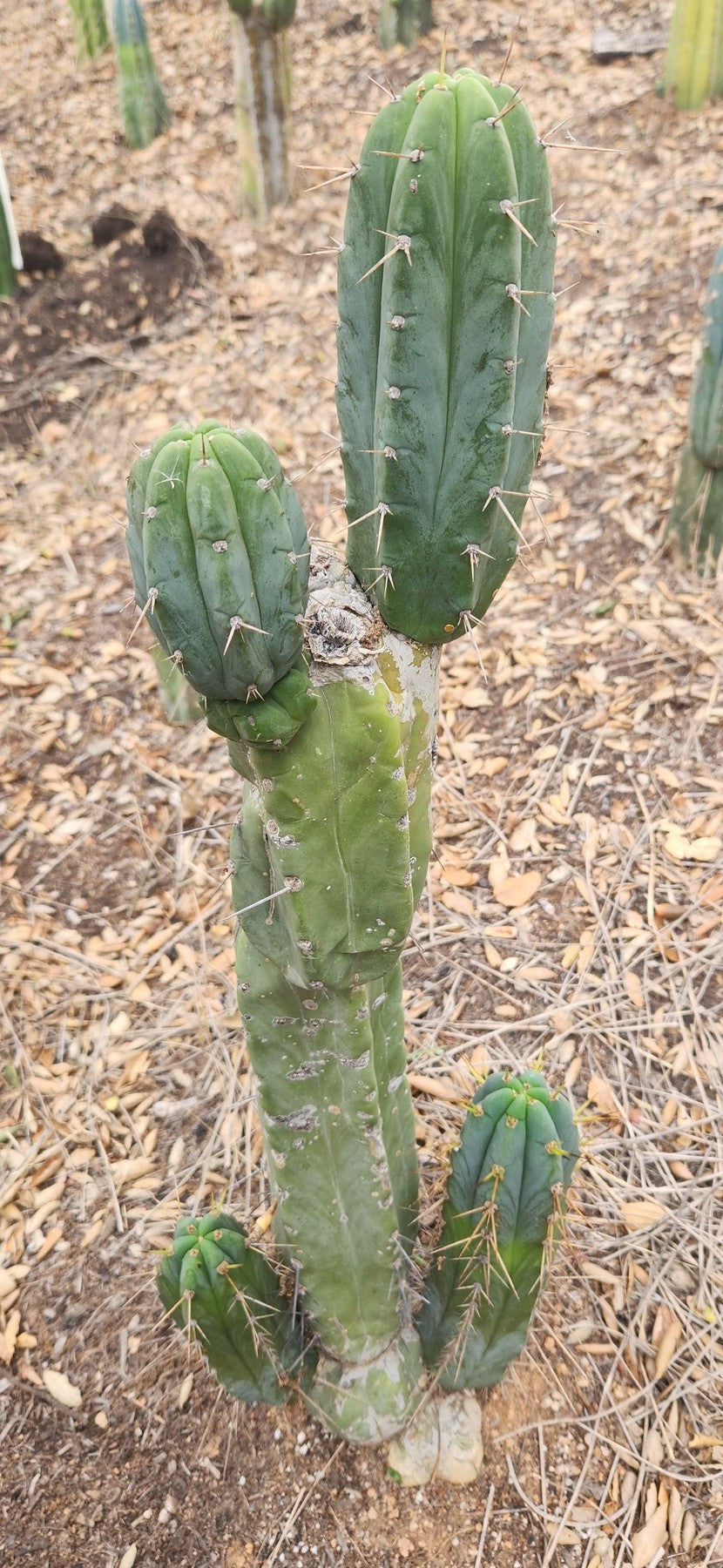 #EC299 EXACT Trichocereus Amazonas Cactus Cutting 5-6"-Cactus - Large - Exact-The Succulent Source
