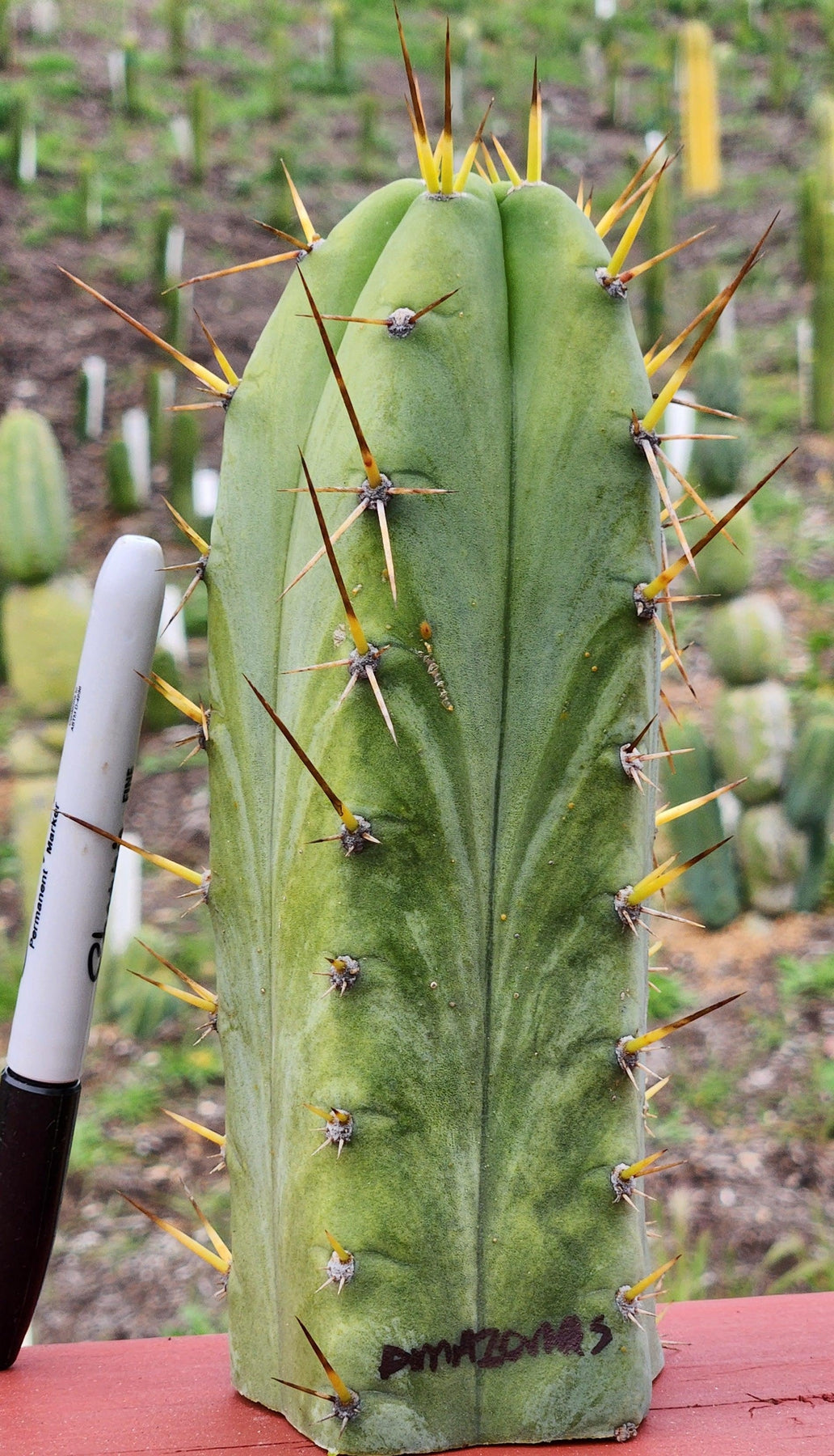 #EC299 EXACT Trichocereus Amazonas Cactus Cutting-Cactus - Large - Exact-The Succulent Source