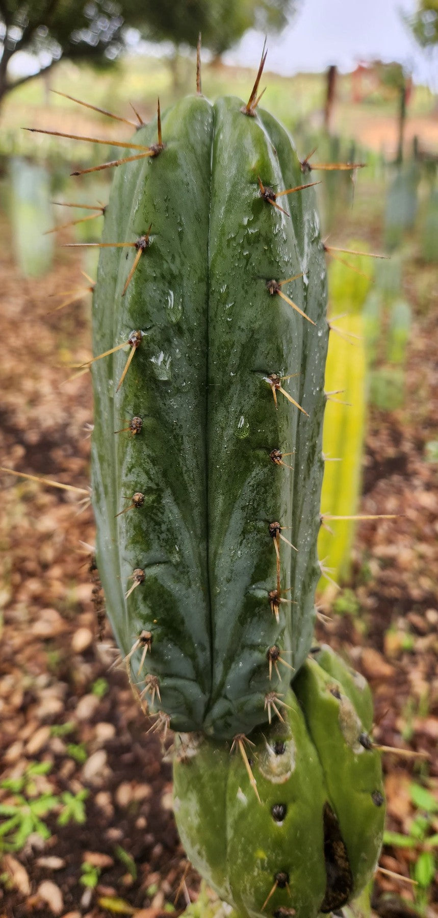 #EC299 EXACT Trichocereus BBG Amazonas Cactus Cutting 5-6"-Cactus - Large - Exact-The Succulent Source