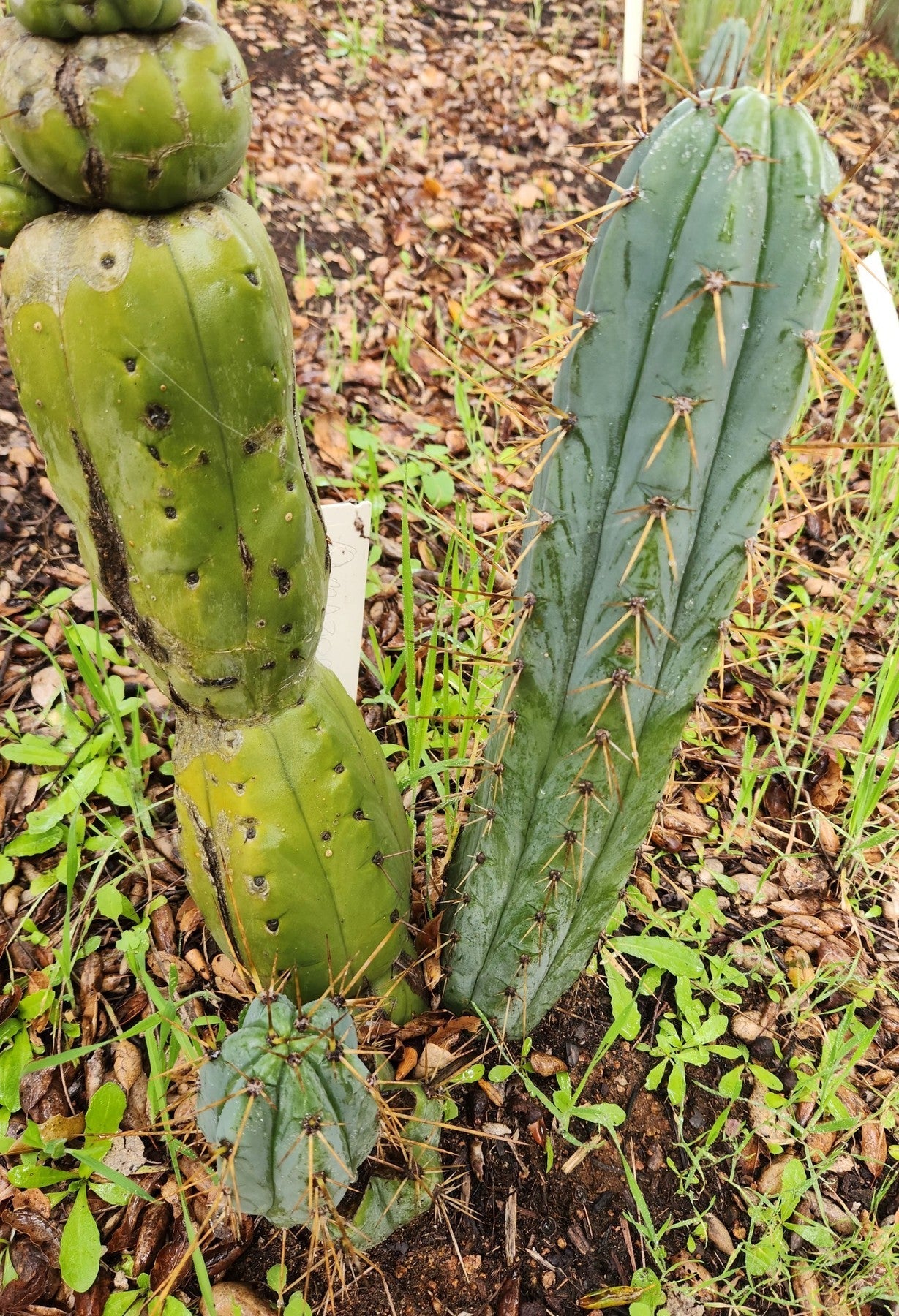 #EC299 EXACT Trichocereus BBG Amazonas Cactus Cutting 5-6"-Cactus - Large - Exact-The Succulent Source