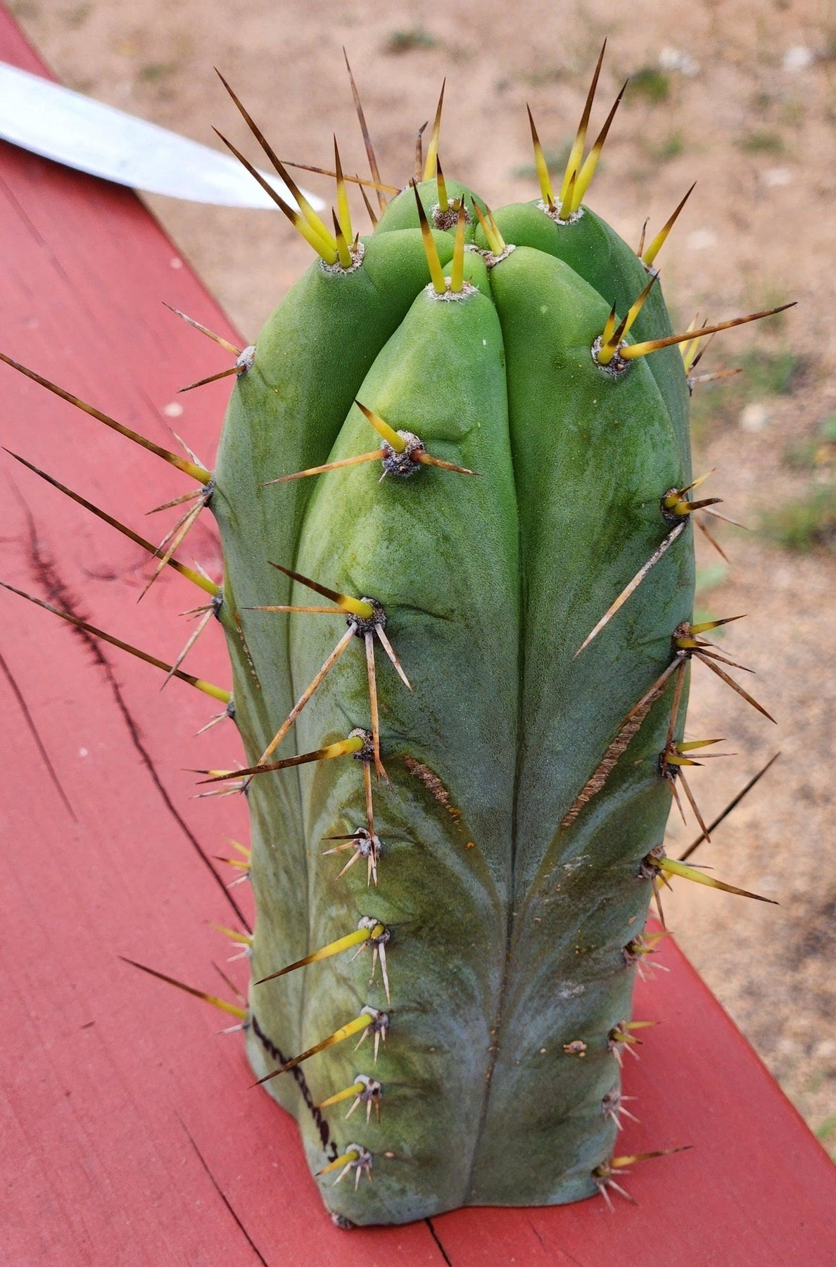 #EC299 EXACT Trichocereus Amazonas Cactus Cutting-Cactus - Large - Exact-The Succulent Source