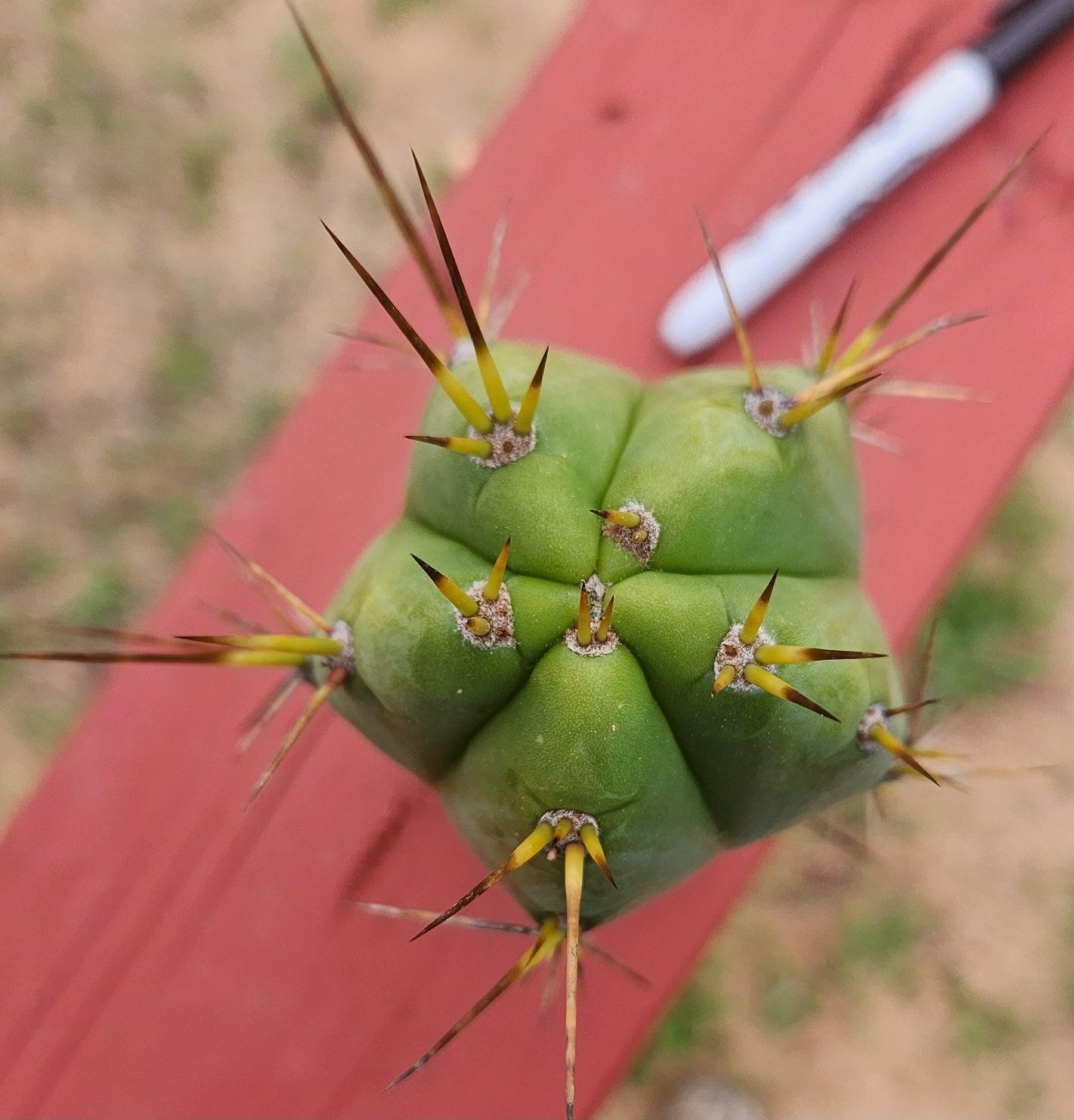 #EC299 EXACT Trichocereus Amazonas Cactus Cutting-Cactus - Large - Exact-The Succulent Source