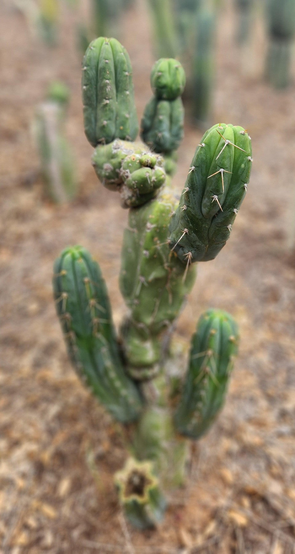 #EC299 EXACT Trichocereus Amazonas Cactus Cutting 5-6"-Cactus - Large - Exact-The Succulent Source