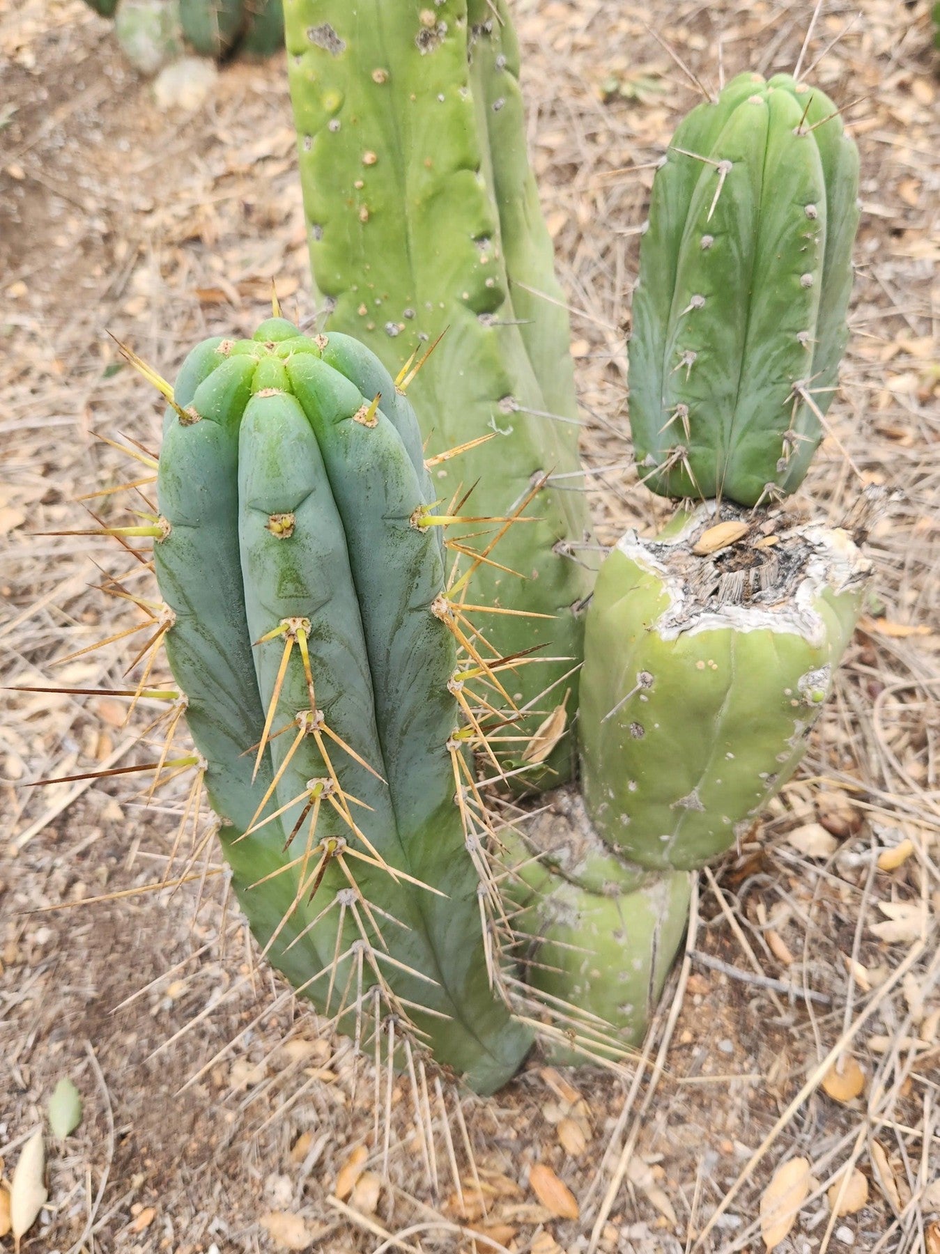 #EC299 EXACT Trichocereus Amazonas Cactus Cutting 5-6"-Cactus - Large - Exact-The Succulent Source