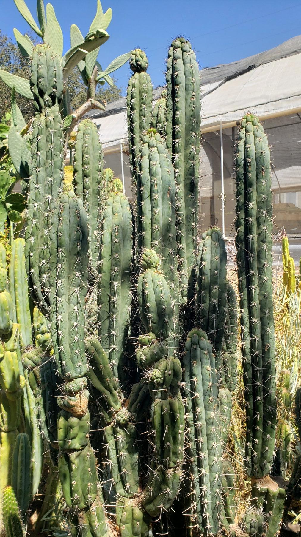 #EC30 EXACT Trichocereus Chalaensis Cactus Cutting 7-8"-Cactus - Large - Exact-The Succulent Source