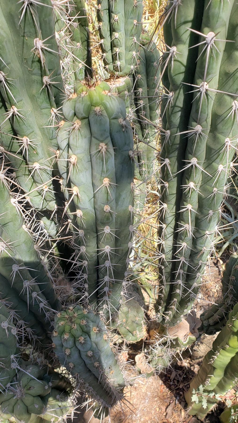 #EC30 EXACT Trichocereus Chalaensis Cactus Cutting 7-8"-Cactus - Large - Exact-The Succulent Source