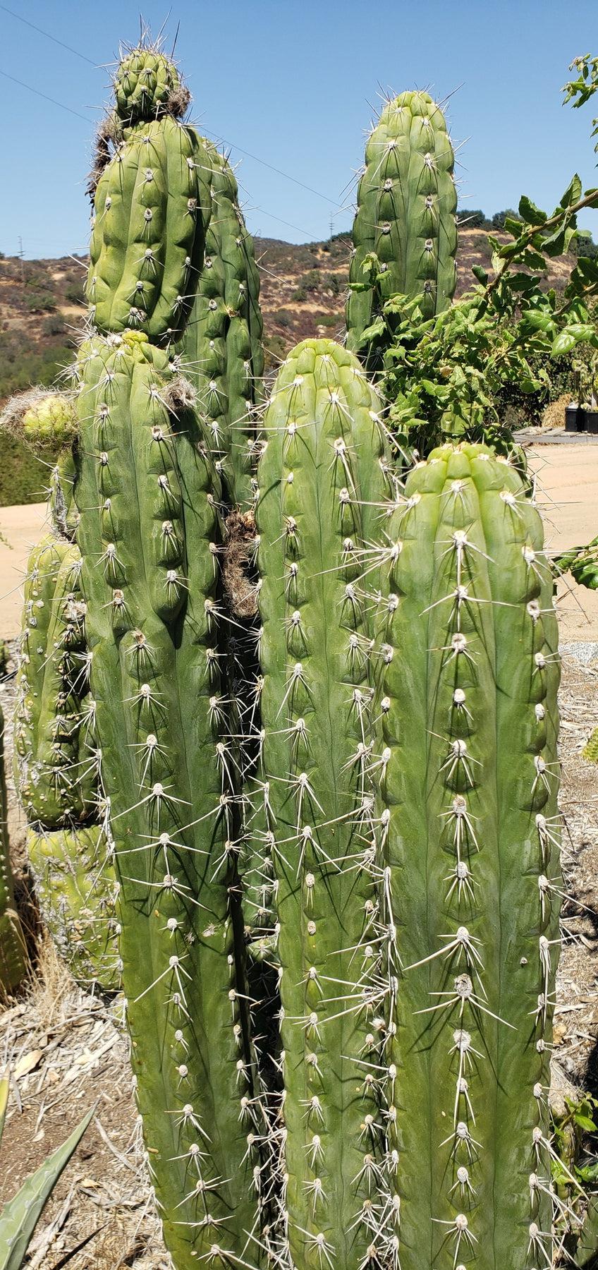 #EC30 EXACT Trichocereus Chalaensis Cactus Cutting 7-8"-Cactus - Large - Exact-The Succulent Source