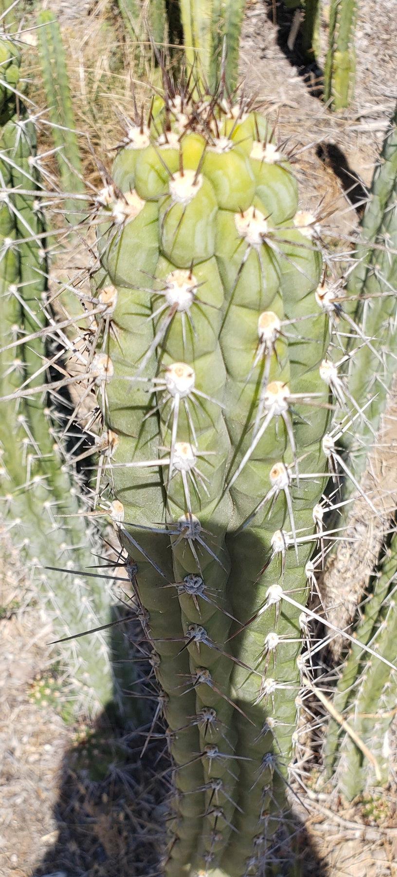 #EC30 EXACT Trichocereus Chalaensis Cactus Cutting 7-8"-Cactus - Large - Exact-The Succulent Source