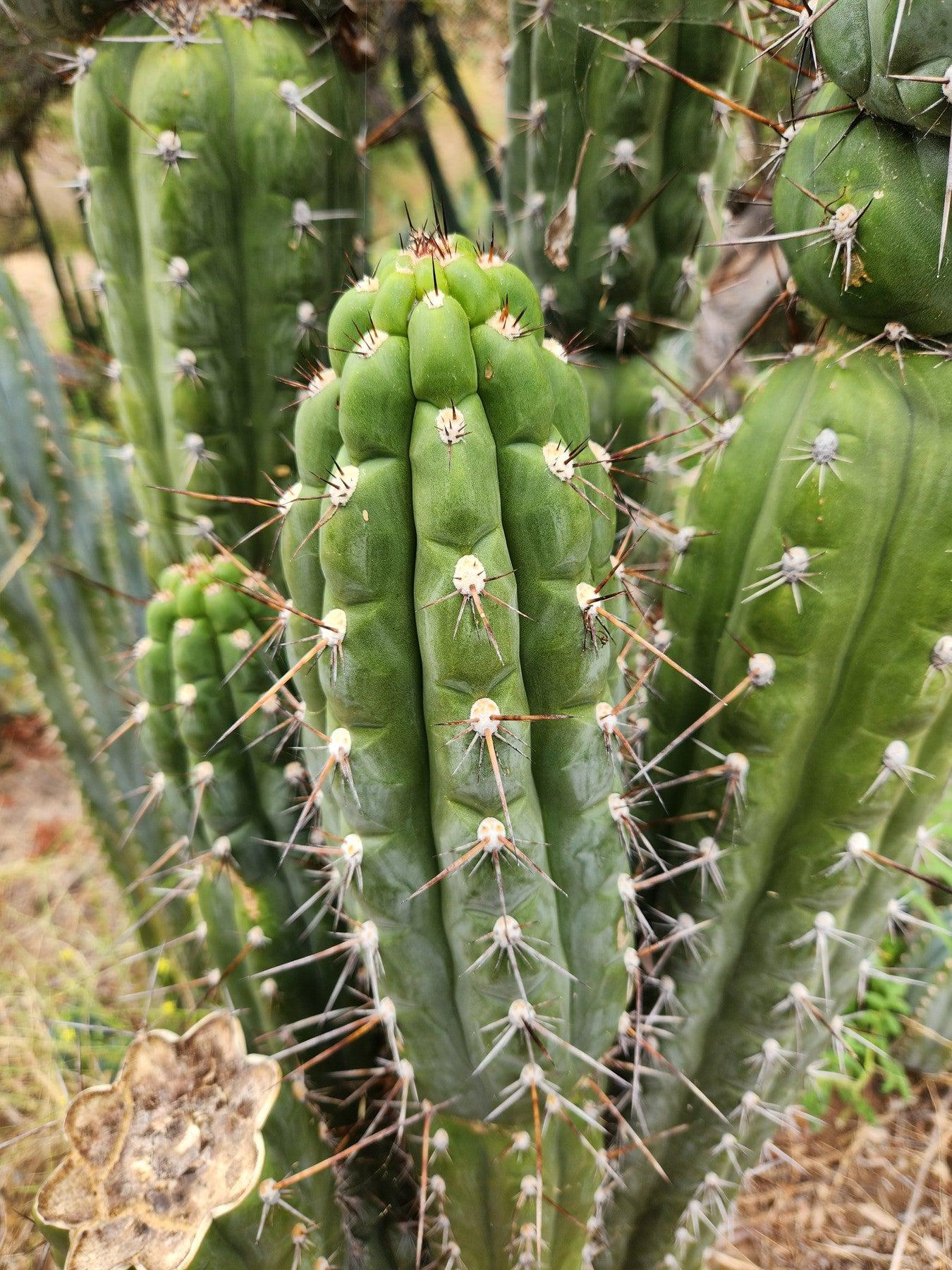 #EC30 EXACT Trichocereus Chalaensis Cactus Cutting 7-12"-Cactus - Large - Exact-The Succulent Source