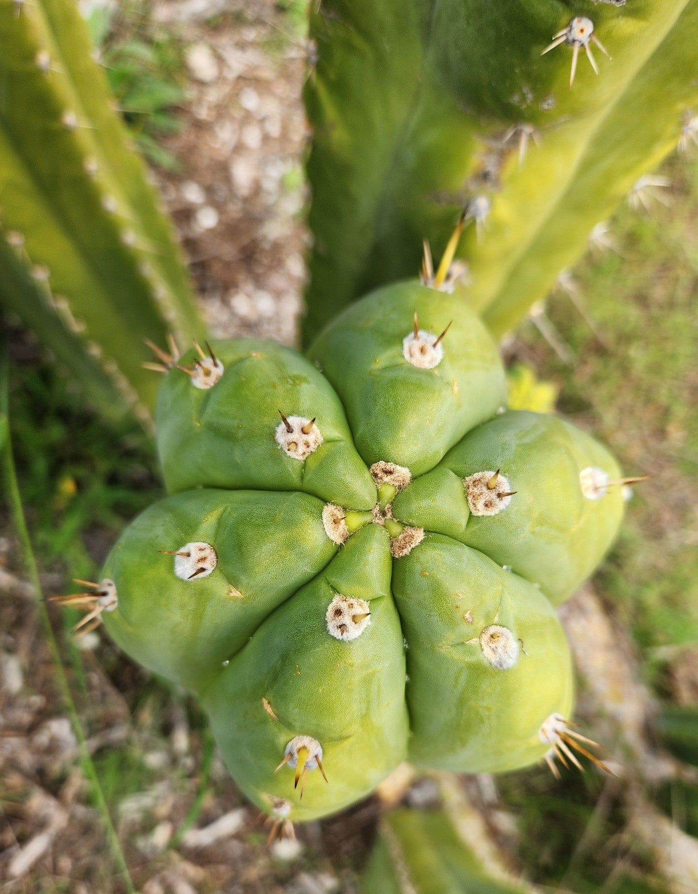 #EC300 EXACT Trichocereus Pachanoi "Phat Pach" Cactus Cutting-Cactus - Large - Exact-The Succulent Source
