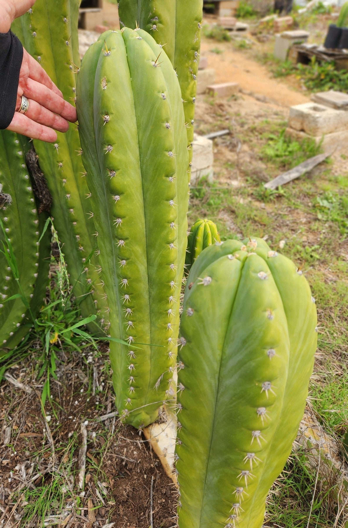 #EC300 EXACT Trichocereus Pachanoi "Phat Pach" Cactus Cutting-Cactus - Large - Exact-The Succulent Source