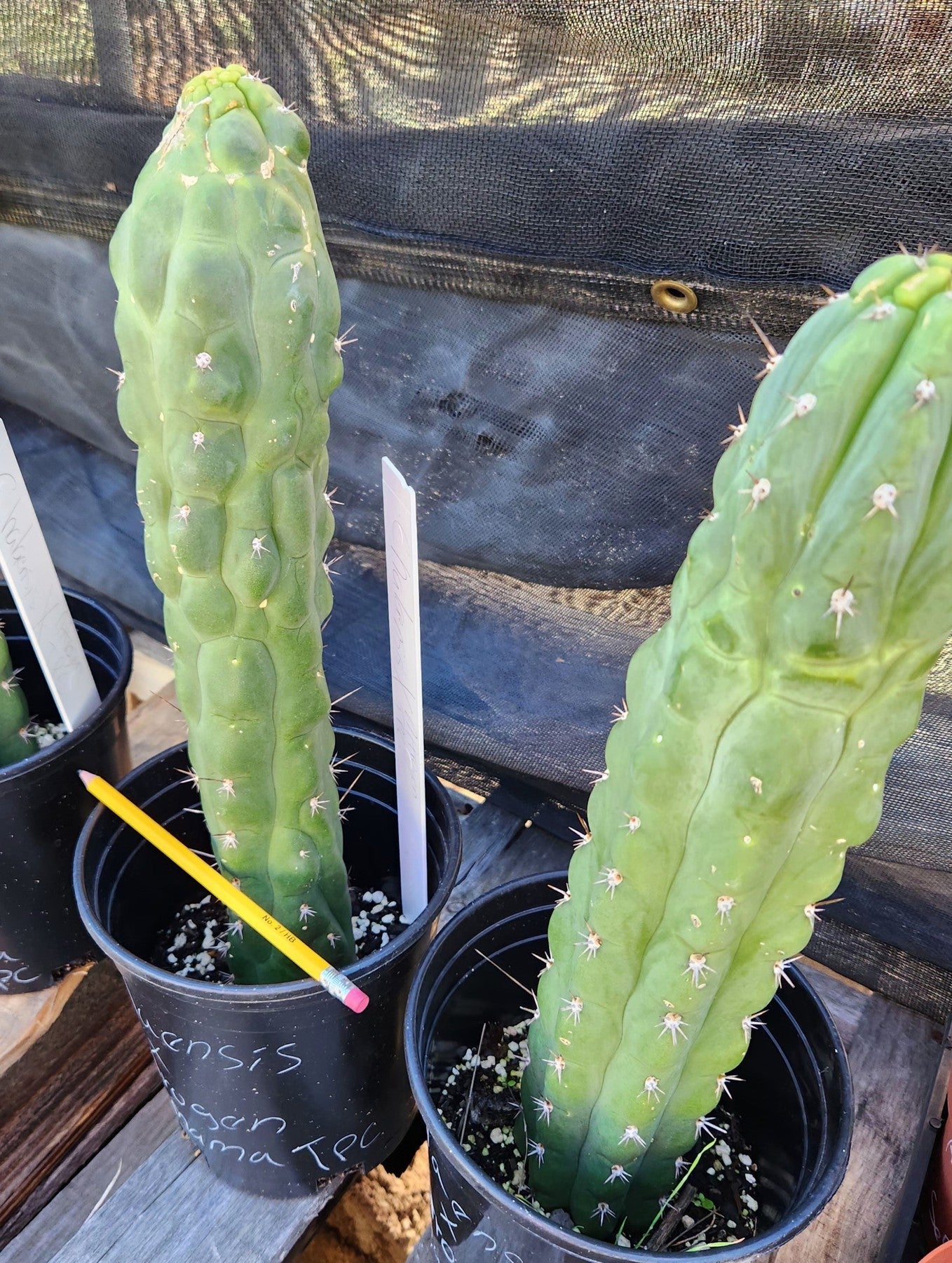 #EC301 EXACT Trichocereous Chalaensis X Nitrogen Mama TPC Cactus Cuttings-Cactus - Large - Exact-The Succulent Source