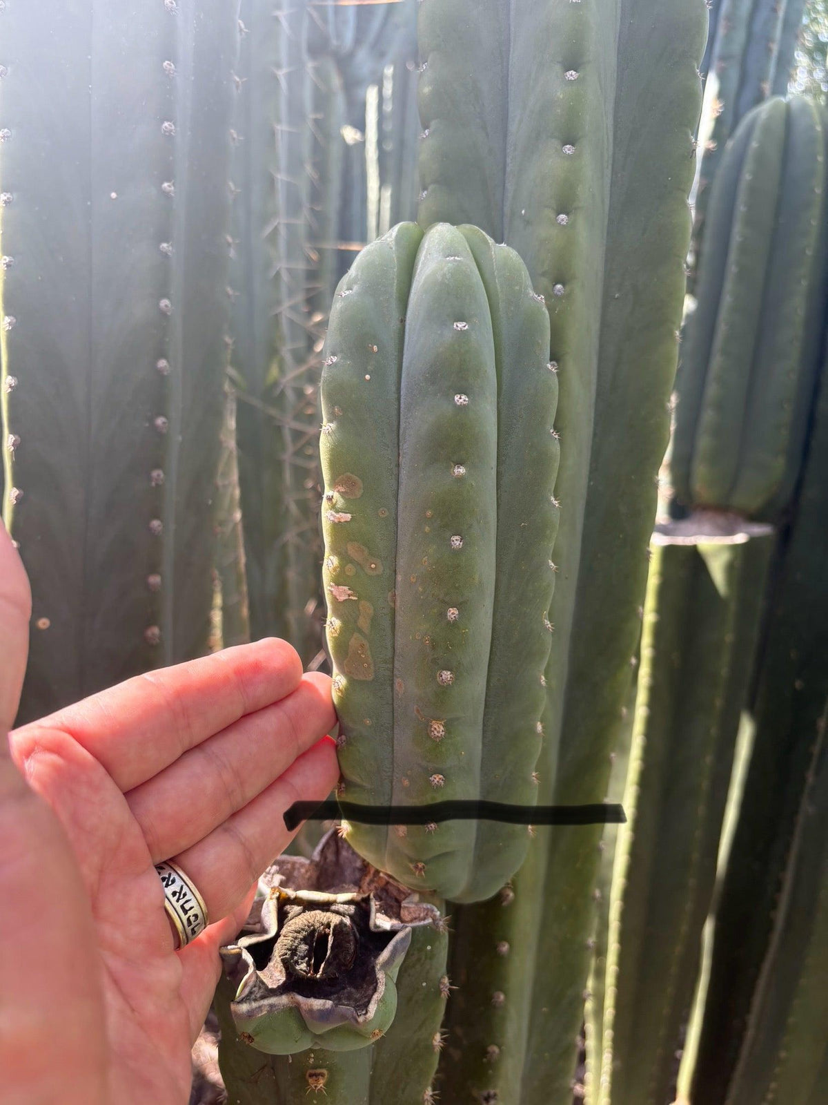 #EC302 EXACT Trichocereus SLOP "Wrinkle in Time" WIT Cactus Cuttings 6”-Cactus - Large - Exact-The Succulent Source
