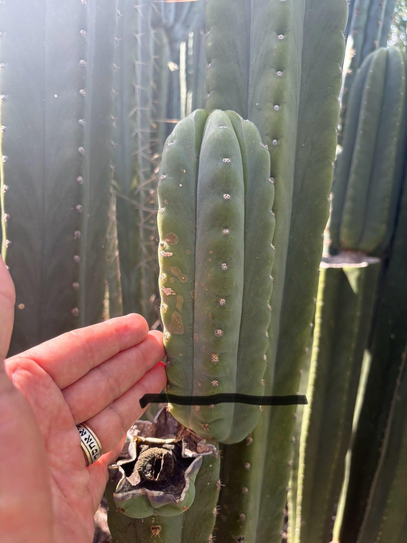 #EC302 EXACT Trichocereus SLOP "Wrinkle in Time" WIT Cactus Cuttings 6”-Cactus - Large - Exact-The Succulent Source
