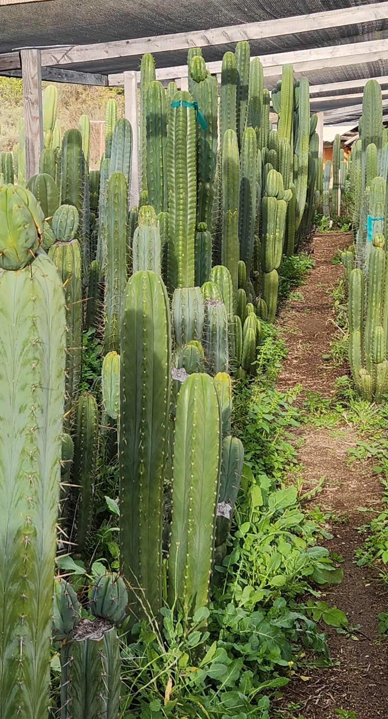 #EC302 EXACT Trichocereus SLOP "Wrinkle in Time" WIT Cactus Cuttings-Cactus - Large - Exact-The Succulent Source