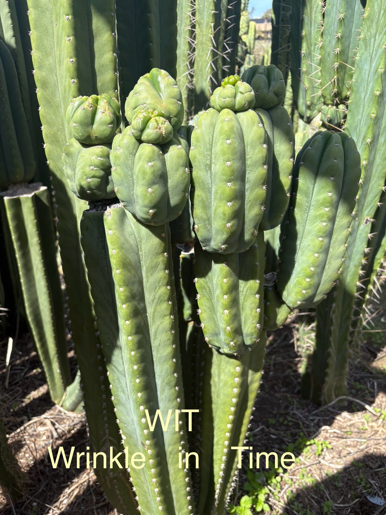 #EC302 EXACT Trichocereus SLOP "Wrinkle in Time" WIT Cactus Cuttings 6”-Cactus - Large - Exact-The Succulent Source