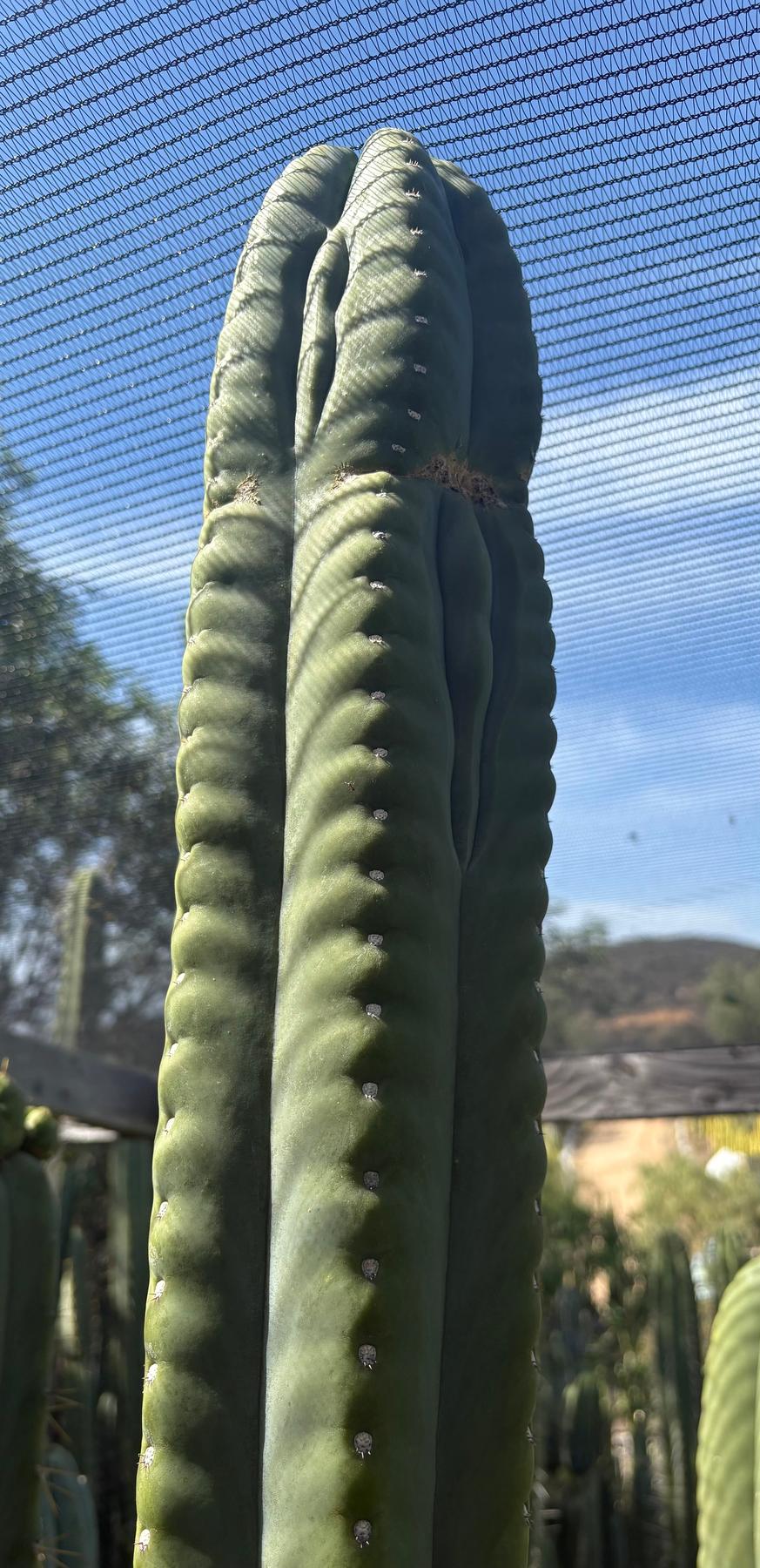 #EC302 EXACT Trichocereus SLOP "Wrinkle in Time" WIT Cactus Cuttings 6”-Cactus - Large - Exact-The Succulent Source
