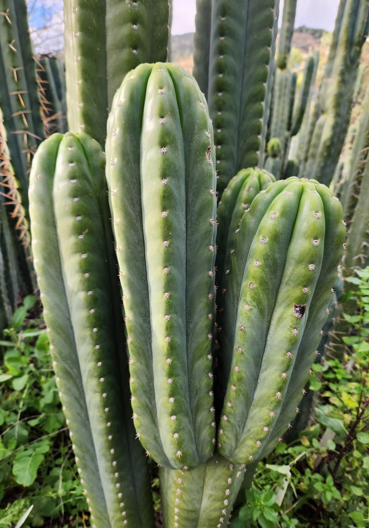 #EC302 EXACT Trichocereus SLOP "Wrinkle in Time" WIT Cactus Cuttings-Cactus - Large - Exact-The Succulent Source