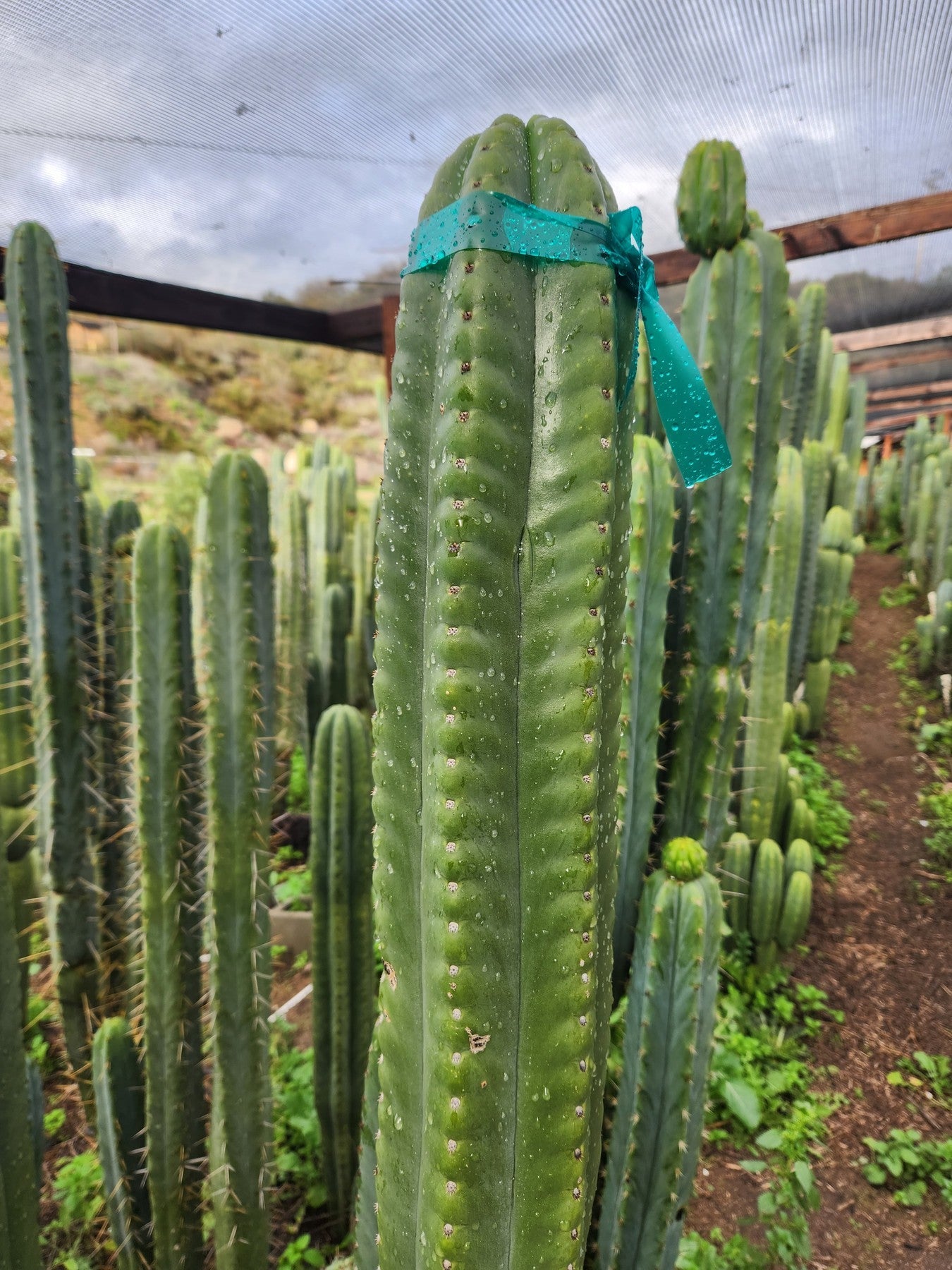 #EC302 EXACT Trichocereus SLOP "Wrinkle in Time" WIT Cactus Cuttings-Cactus - Large - Exact-The Succulent Source