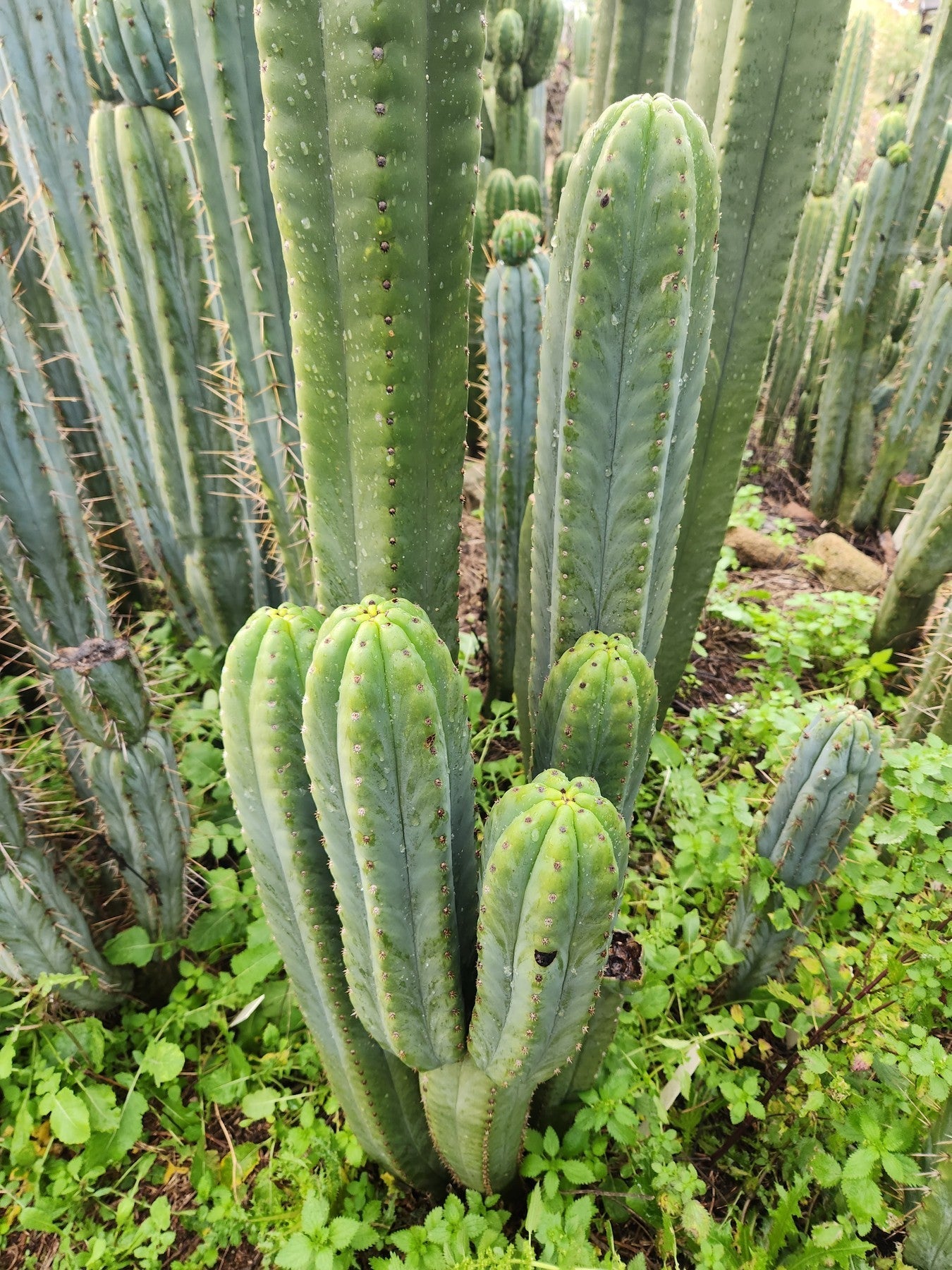 #EC302 EXACT Trichocereus SLOP "Wrinkle in Time" WIT Cactus Cuttings-Cactus - Large - Exact-The Succulent Source