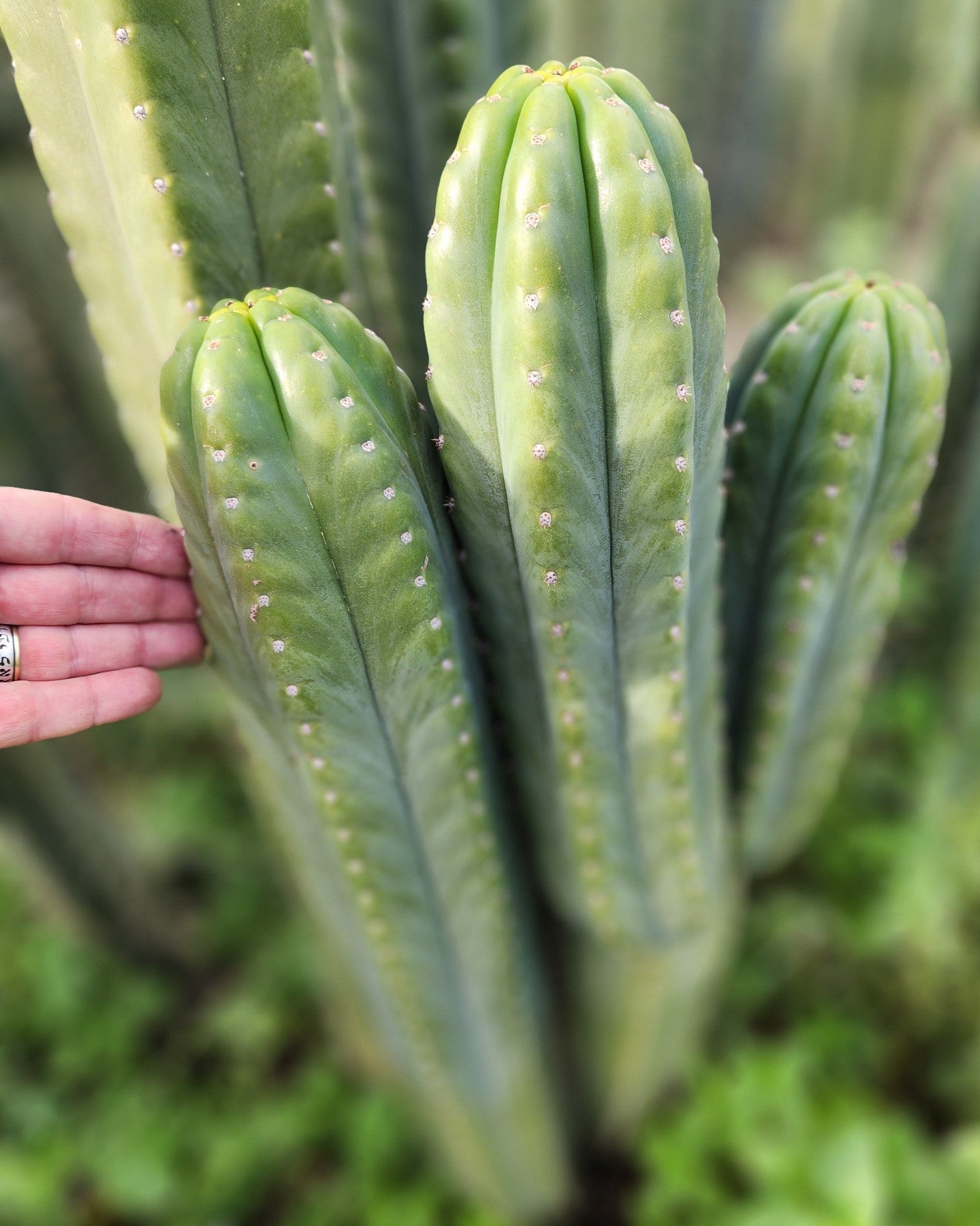 #EC302 EXACT Trichocereus SLOP "Wrinkle in Time" WIT Cactus Cuttings-Cactus - Large - Exact-The Succulent Source