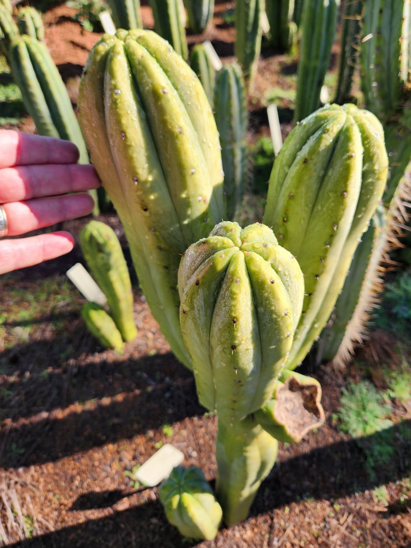 #EC303 EXACT Trichocereus Pachanoi Chancayllo Clone cactus cutting 8" Cactus Cutting 8"-Cactus - Large - Exact-The Succulent Source