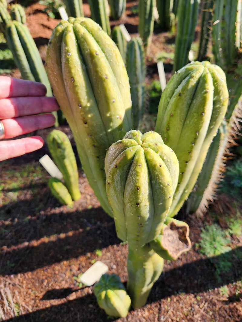 #EC303 EXACT Trichocereus Pachanoi Chancayllo Clone cactus cutting 8"