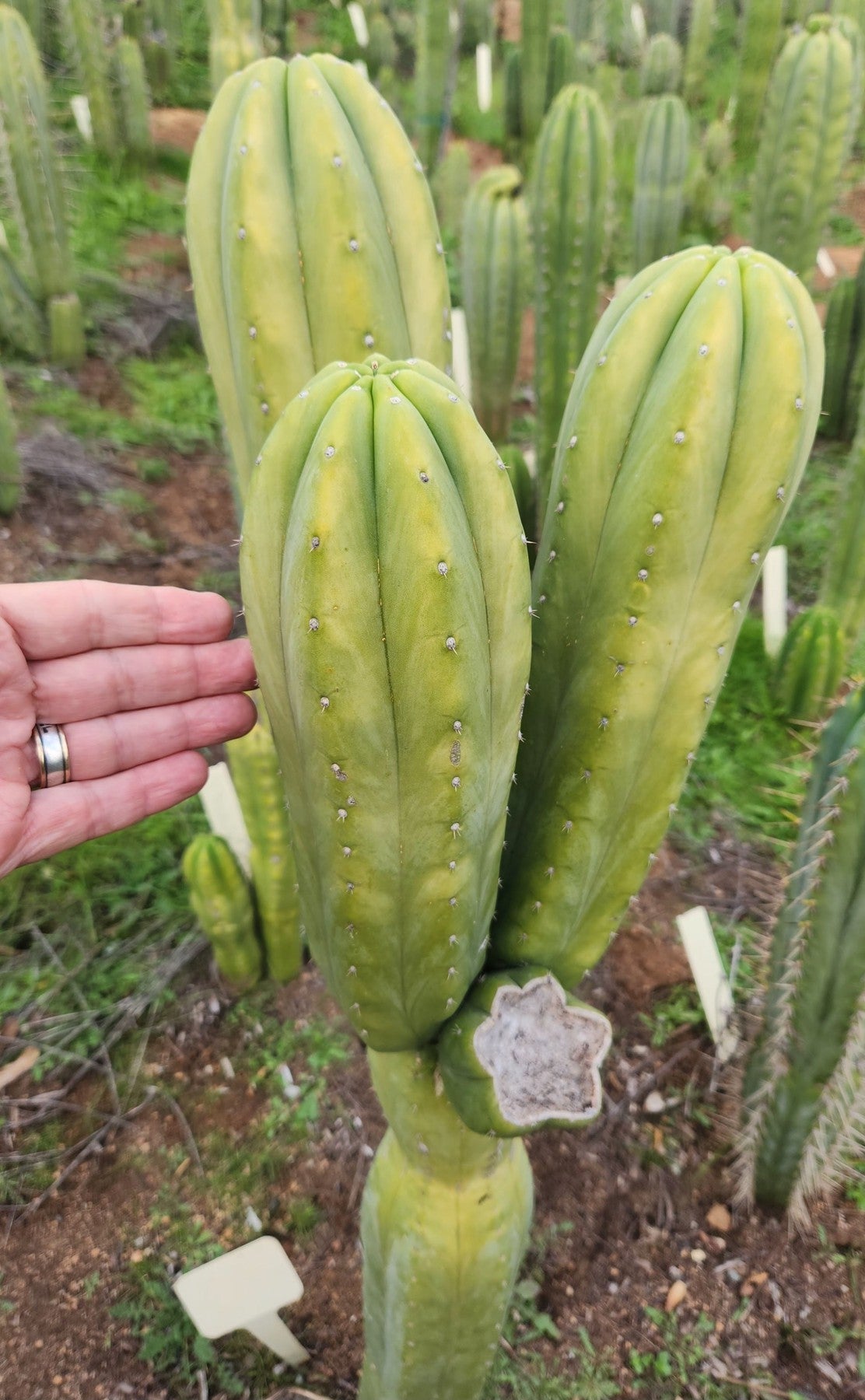 #EC303 EXACT Trichocereus Pachanoi Chancayllo Clone cactus cutting 8"-Cactus - Large - Exact-The Succulent Source