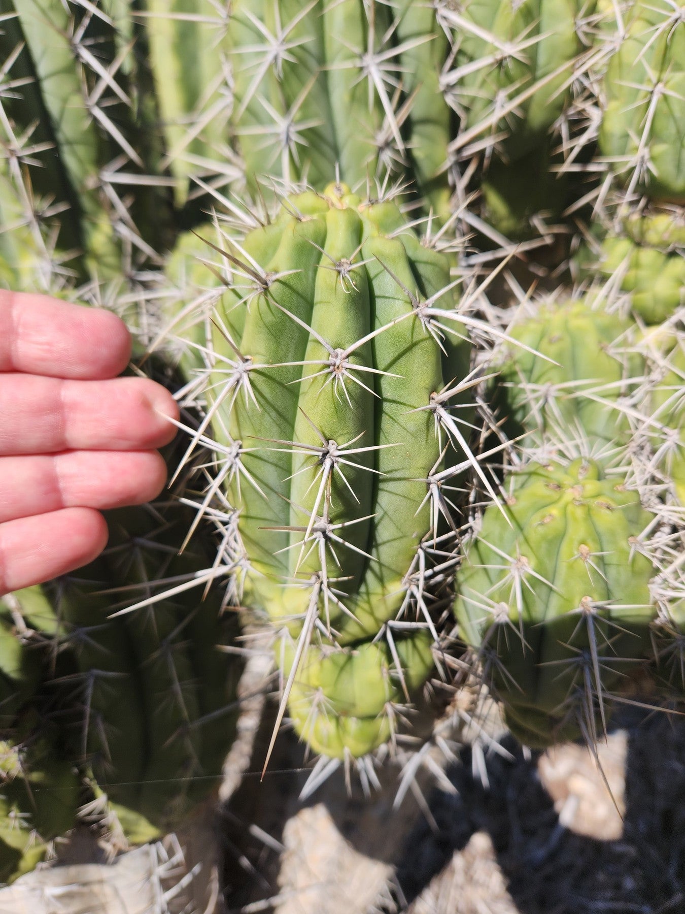 #EC304 EXACT Trichocereus Puquiensis "Linda" Cactus Cutting 6"-Cactus - Large - Exact-The Succulent Source